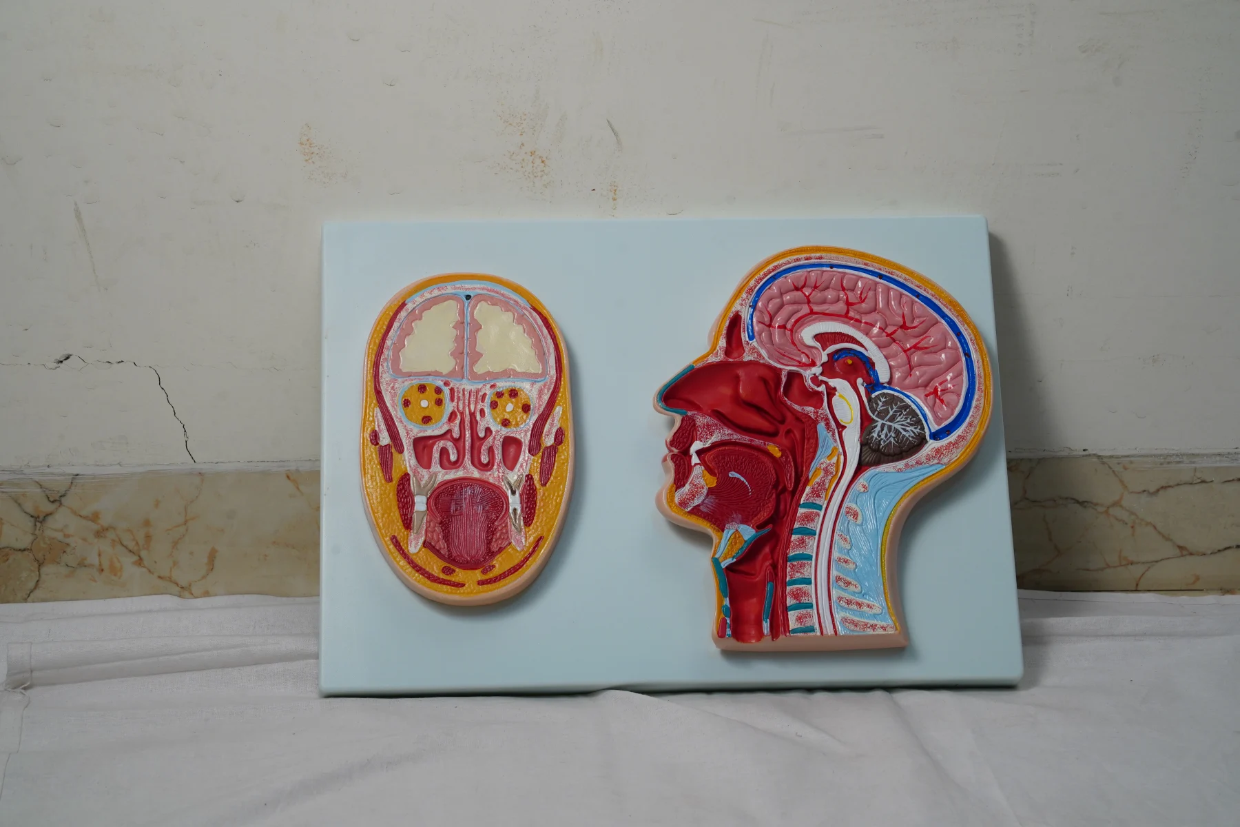 Frontal and Median Section of The Head thumbnail 3