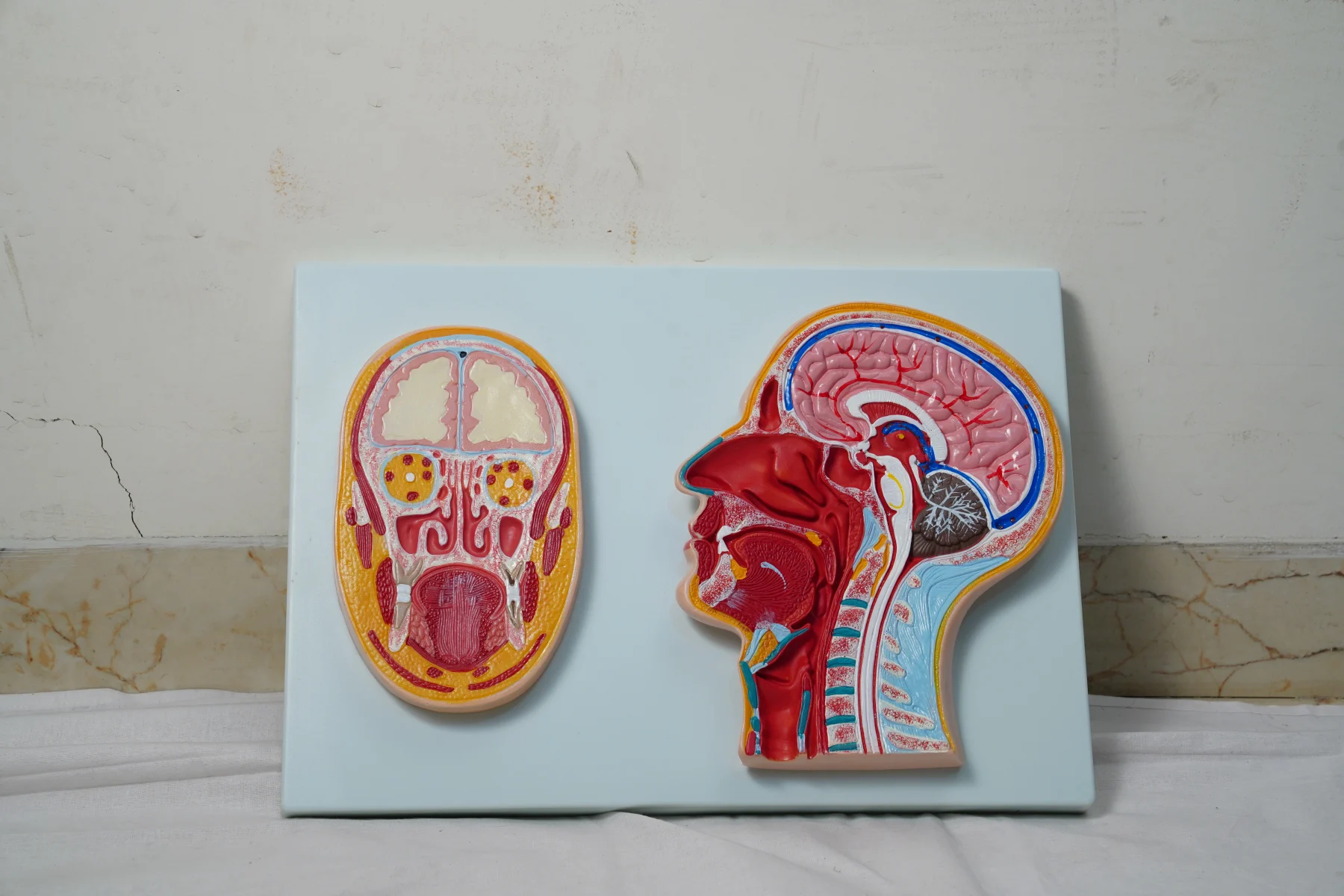 Frontal and Median Section of The Head thumbnail 2